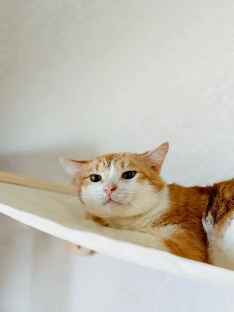 Бабл Ти — кошка, Москва