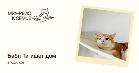 Бабл Ти — кошка Около 4 лет, Москва