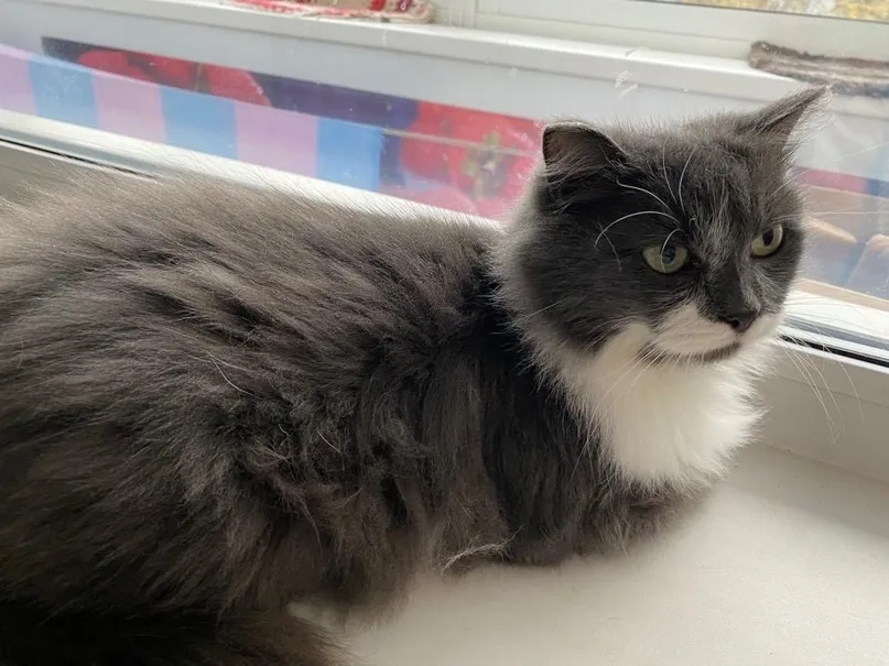 Кошка Марта, кошка, АНО Центр помощи бездомным животным «Мишутка», Сысерть. Фото 1 из 3.