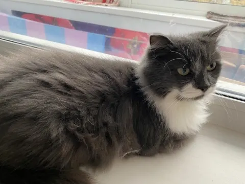 Марта — кошка, Сысерть