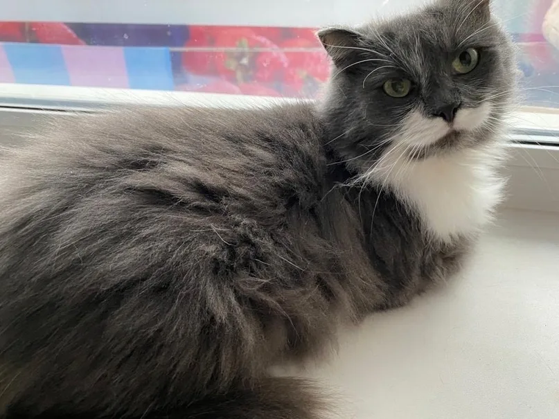 Кошка Марта, кошка, АНО Центр помощи бездомным животным «Мишутка», Сысерть. Фото 3 из 3.