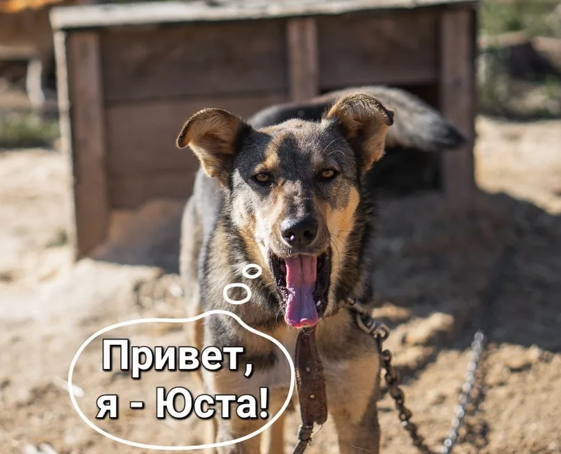Собака Холли и Юста, АНО Центр помощи бездомным животным «Мишутка», Сысерть. Фото 2 из 5.
