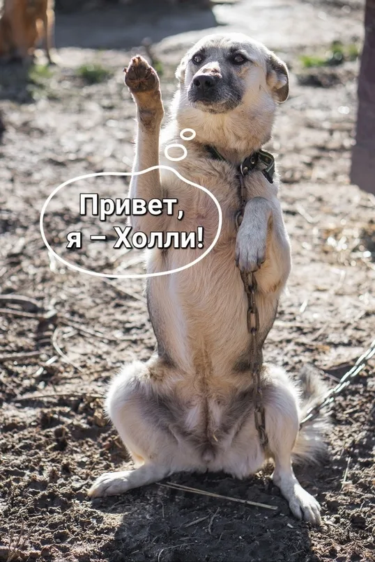 Собака Холли и Юста, АНО Центр помощи бездомным животным «Мишутка», Сысерть. Фото 3 из 5.