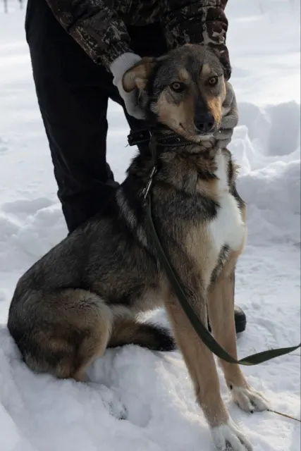 Холли и Юста — собака, Сысерть