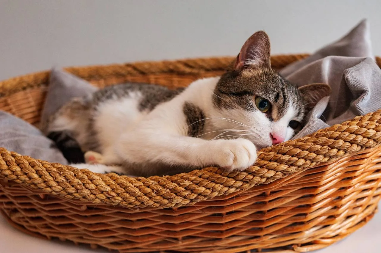 Кошка Морошка, кошка, Meow Family, Москва. Фото 1 из 8.