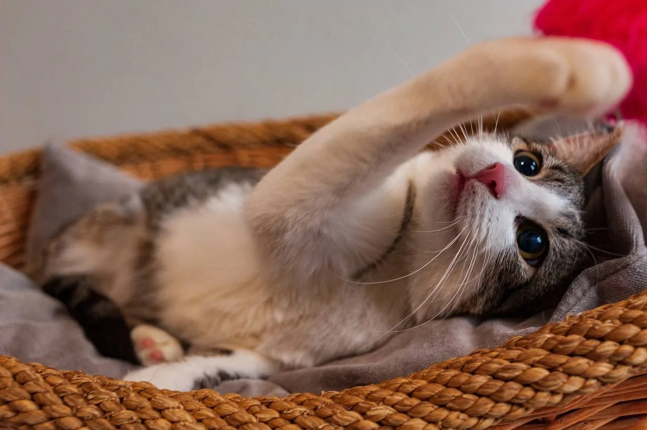 Кошка Морошка, кошка, Meow Family, Москва. Фото 4 из 8.