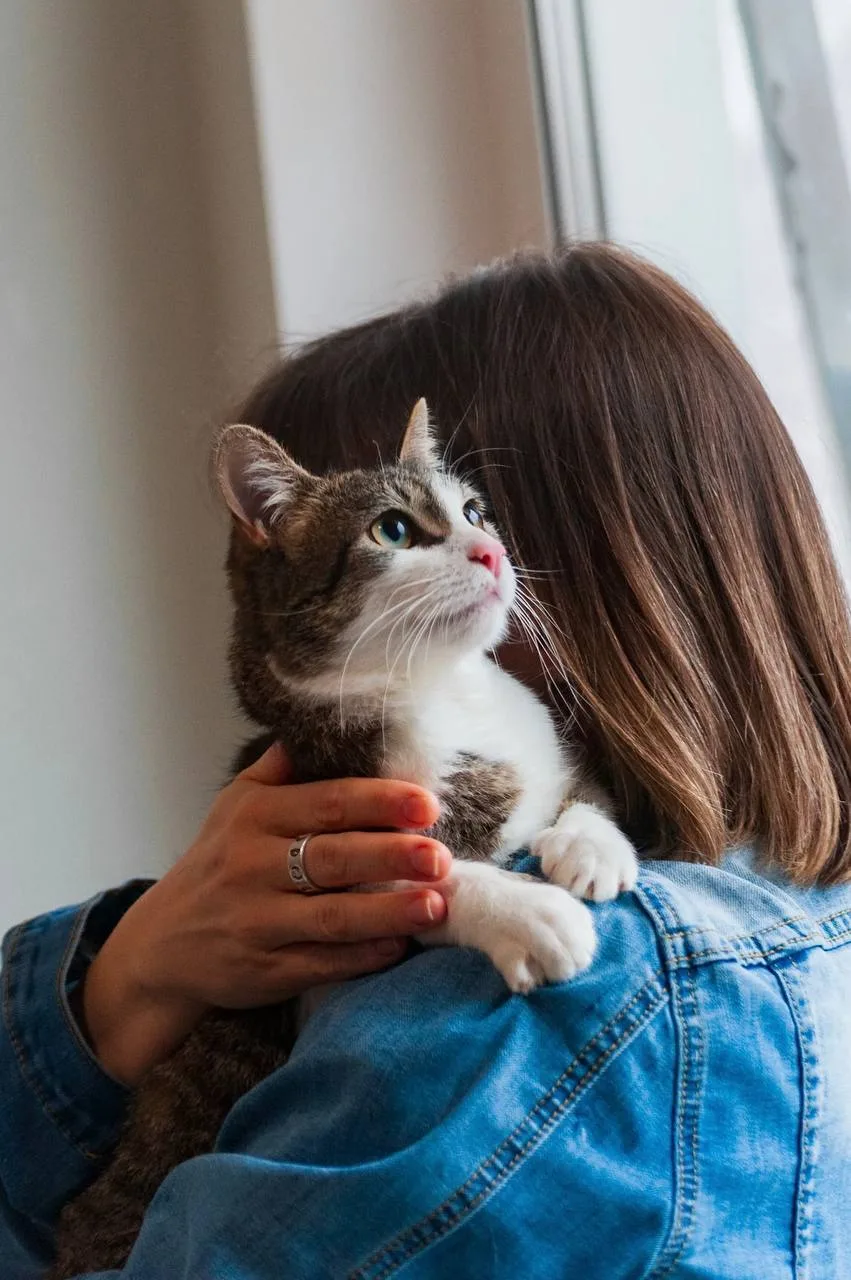 Кошка Морошка, кошка, Meow Family, Москва. Фото 5 из 8.