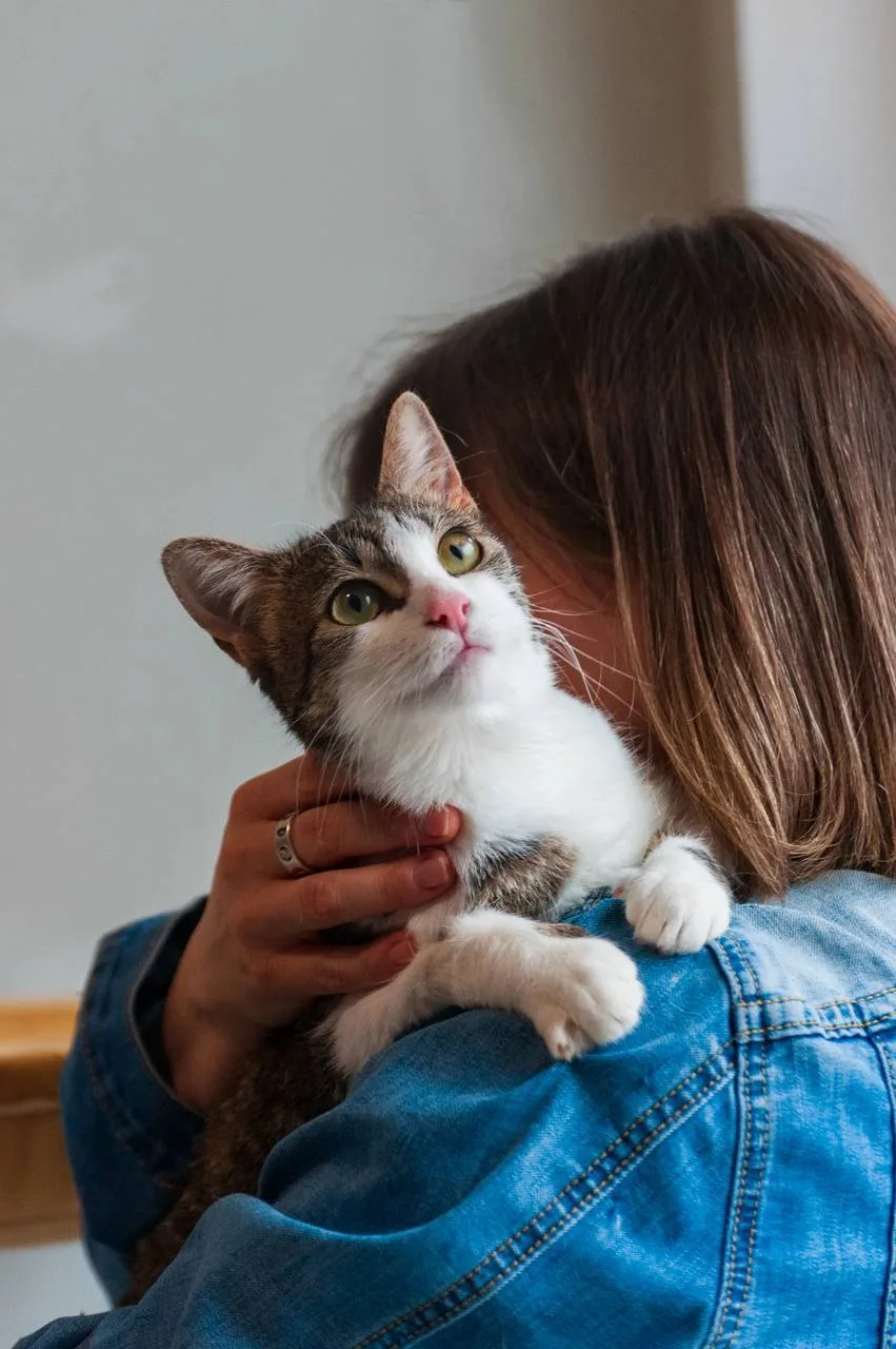 Кошка Морошка, кошка, Meow Family, Москва. Фото 6 из 8.