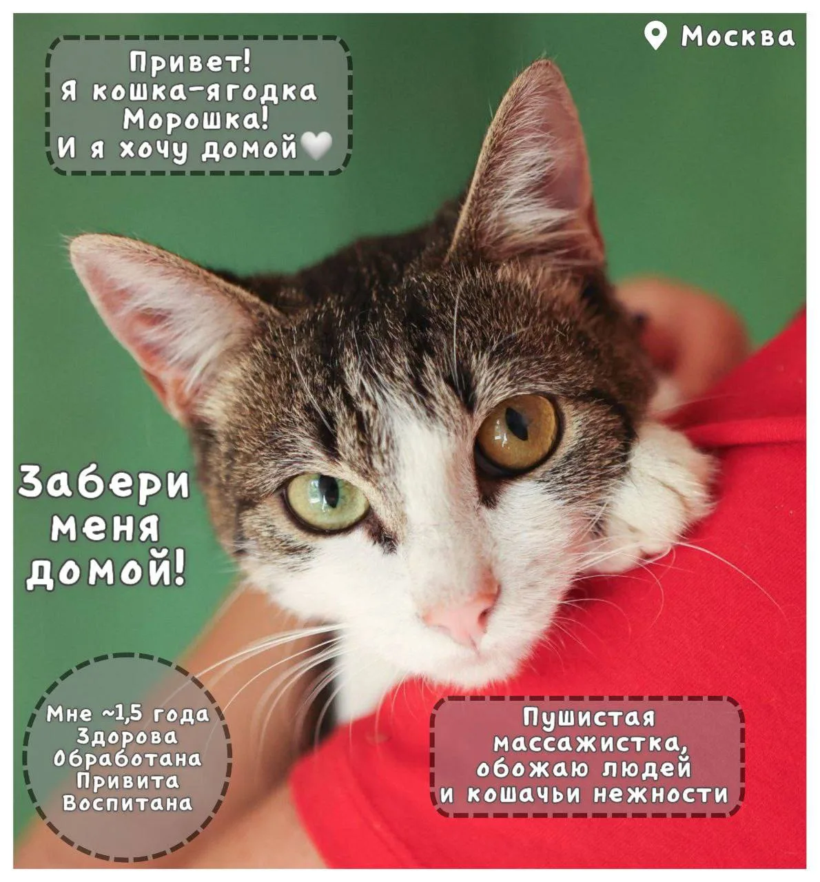 Кошка Морошка, кошка, Meow Family, Москва. Фото 7 из 8.