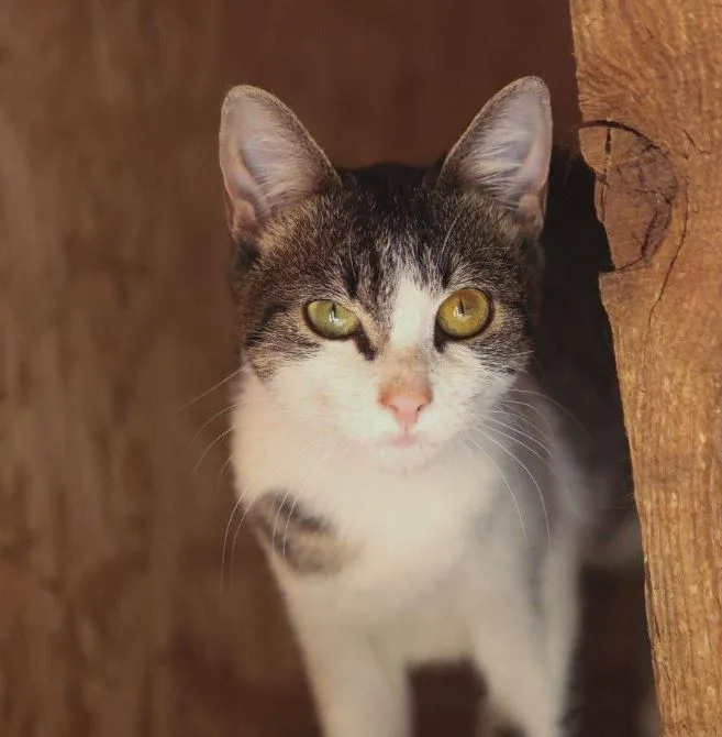 Кошка Морошка, кошка, Meow Family, Москва. Фото 8 из 8.
