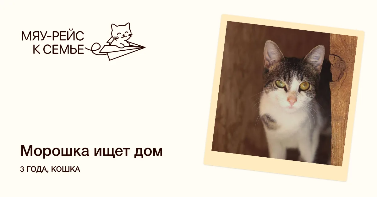 Кошка Морошка, кошка, Meow Family, Москва. Фото 8 из 8.