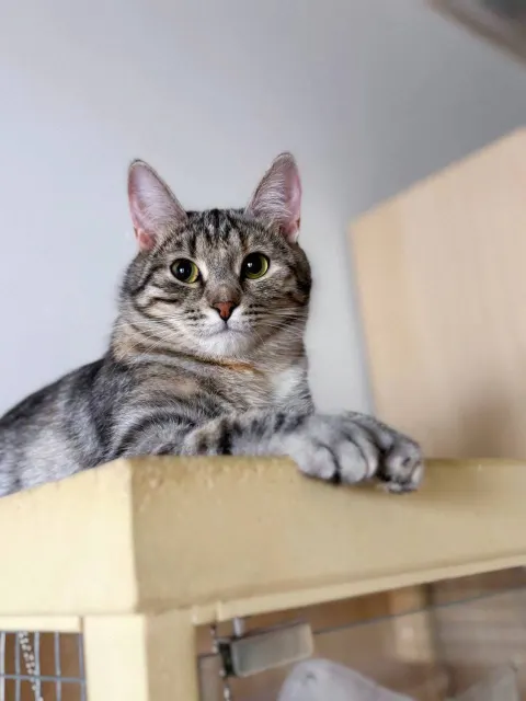 Груша — кошка, Москва