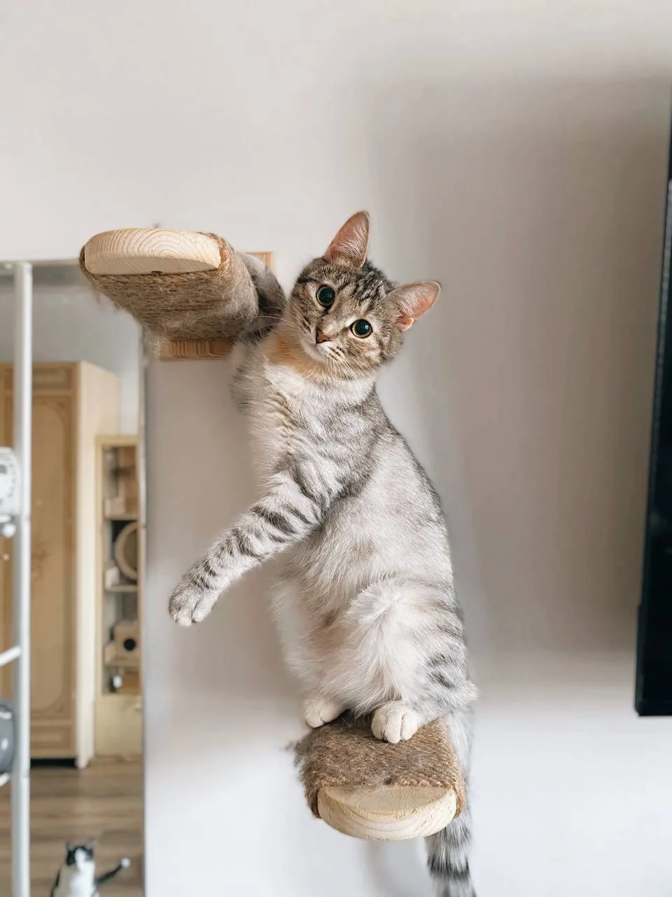 Кошка Груша, кошка, Meow Family, Москва. Фото 2 из 4.