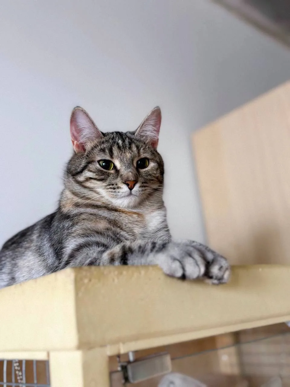 Кошка Груша, кошка, Meow Family, Москва. Фото 3 из 4.