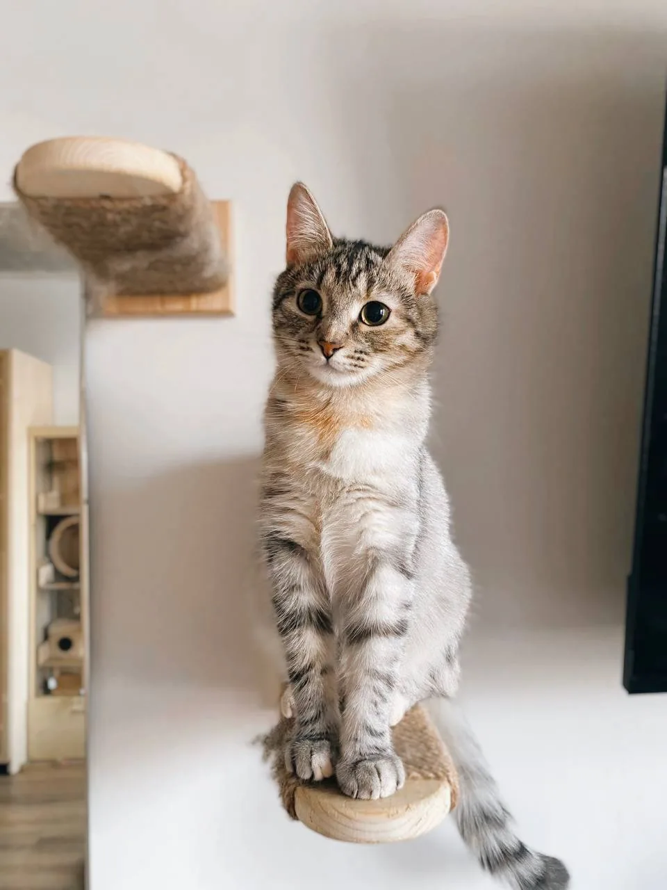 Кошка Груша, кошка, Meow Family, Москва. Фото 4 из 4.