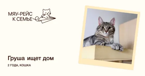 Груша — кошка Около 2 лет, Москва