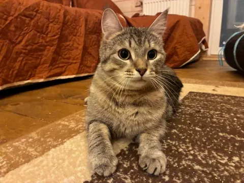 Воробушек — кошка, Москва