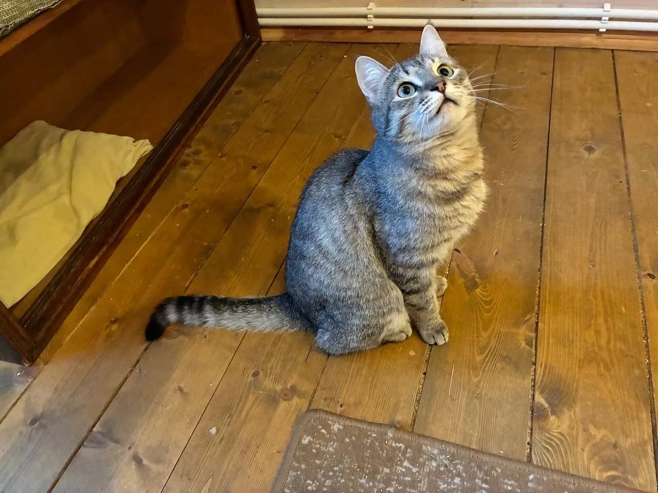 Кошка Воробушек, кот, Meow Family, Москва. Фото 3 из 4.