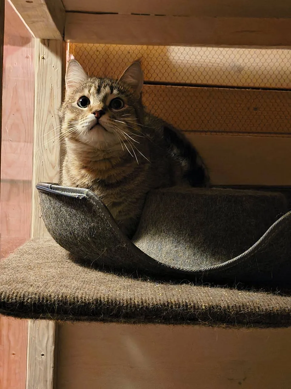 Кошка Воробушек, кот, Meow Family, Москва. Фото 4 из 4.