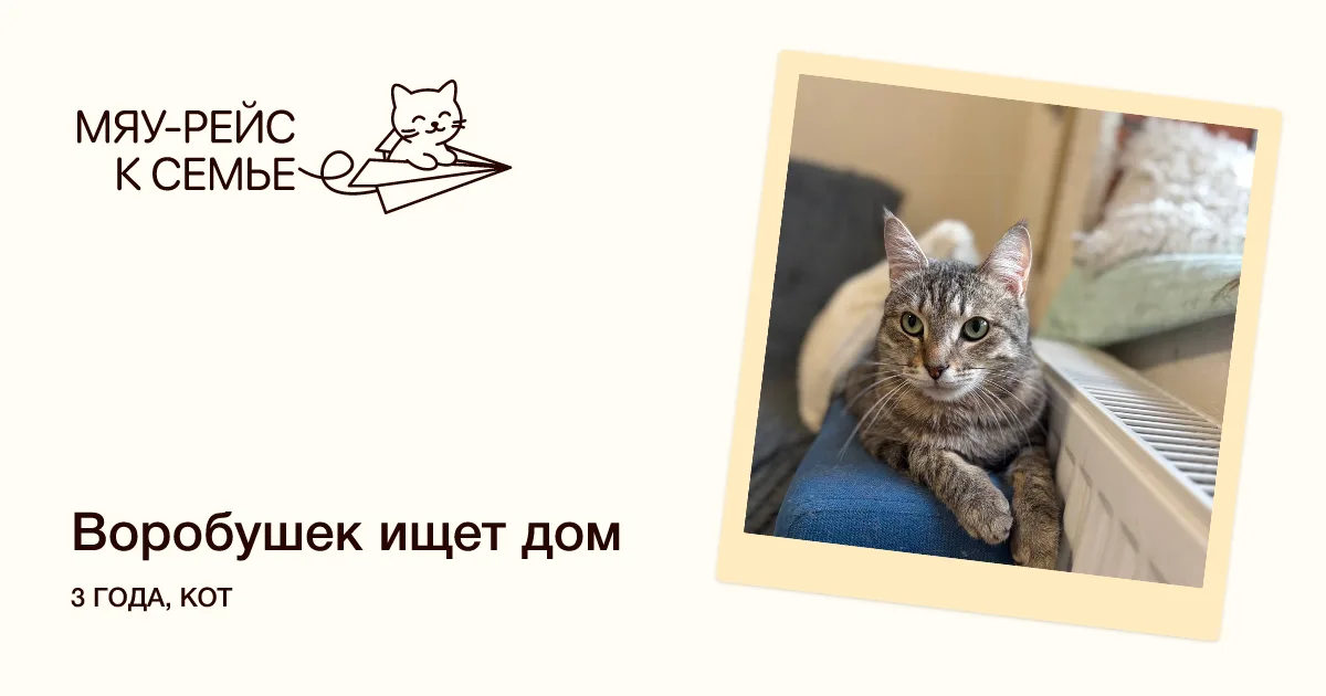 Кошка Воробушек, кот, Meow Family, Москва. Фото 5 из 5.