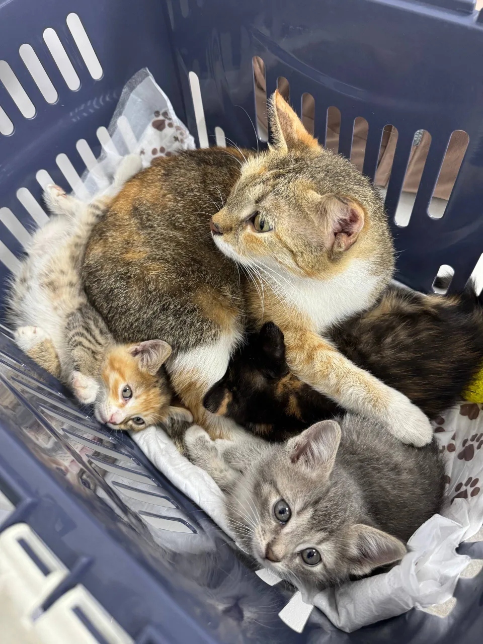 Кошка Куруми, кошка, Meow Family, Москва. Фото 2 из 6.