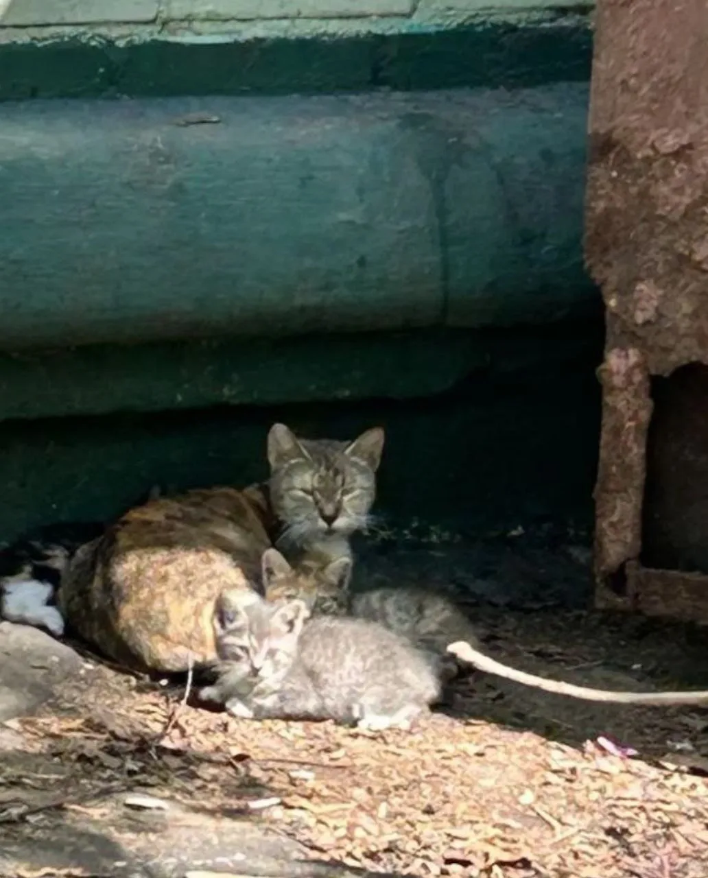 Кошка Куруми, кошка, Meow Family, Москва. Фото 1 из 6.