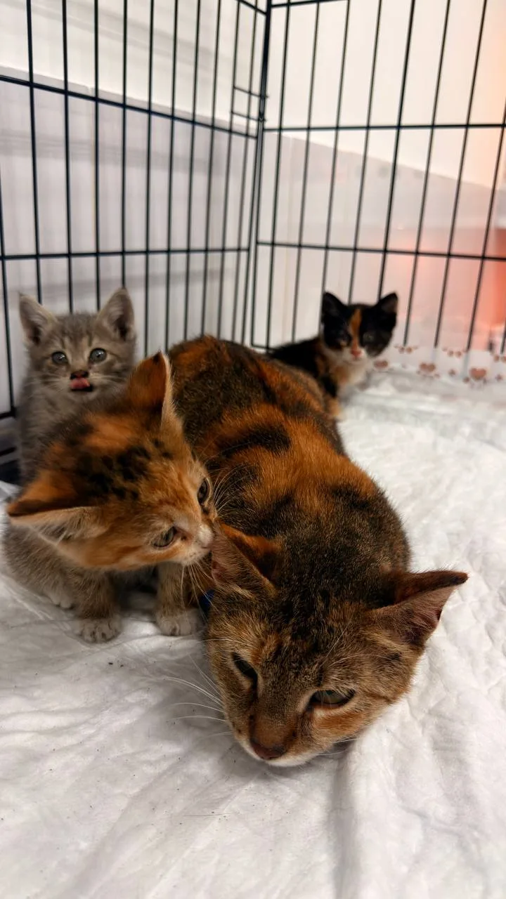 Кошка Куруми, кошка, Meow Family, Москва. Фото 3 из 6.