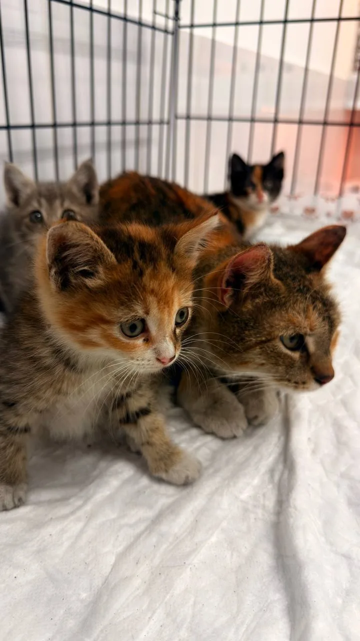 Кошка Куруми, кошка, Meow Family, Москва. Фото 4 из 6.