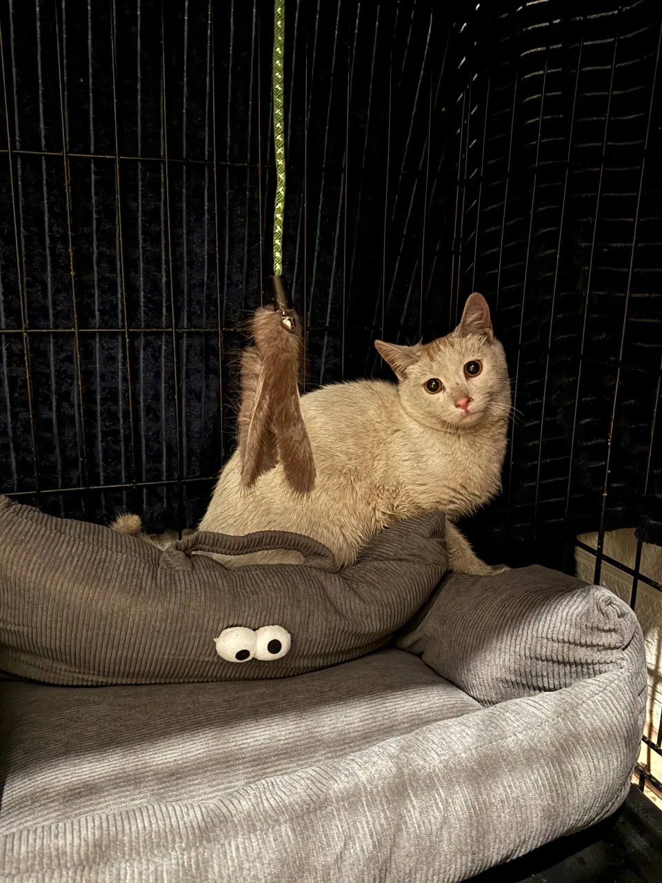 Котенок Коржик, кот, Meow Family, Москва. Фото 1 из 2.