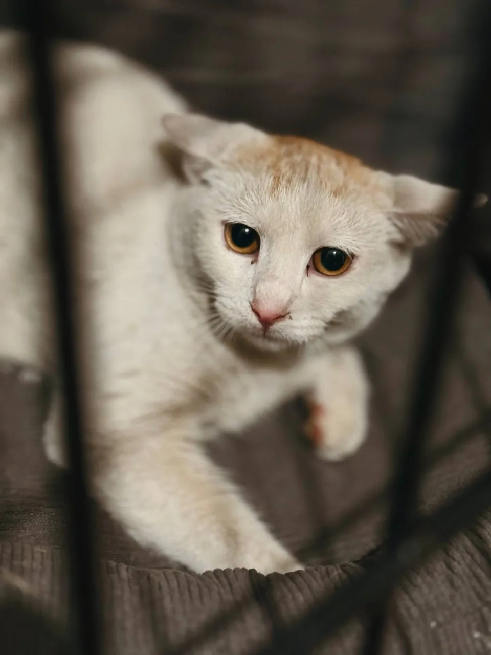 Котенок Коржик, кот, Meow Family, Москва. Фото 2 из 2.