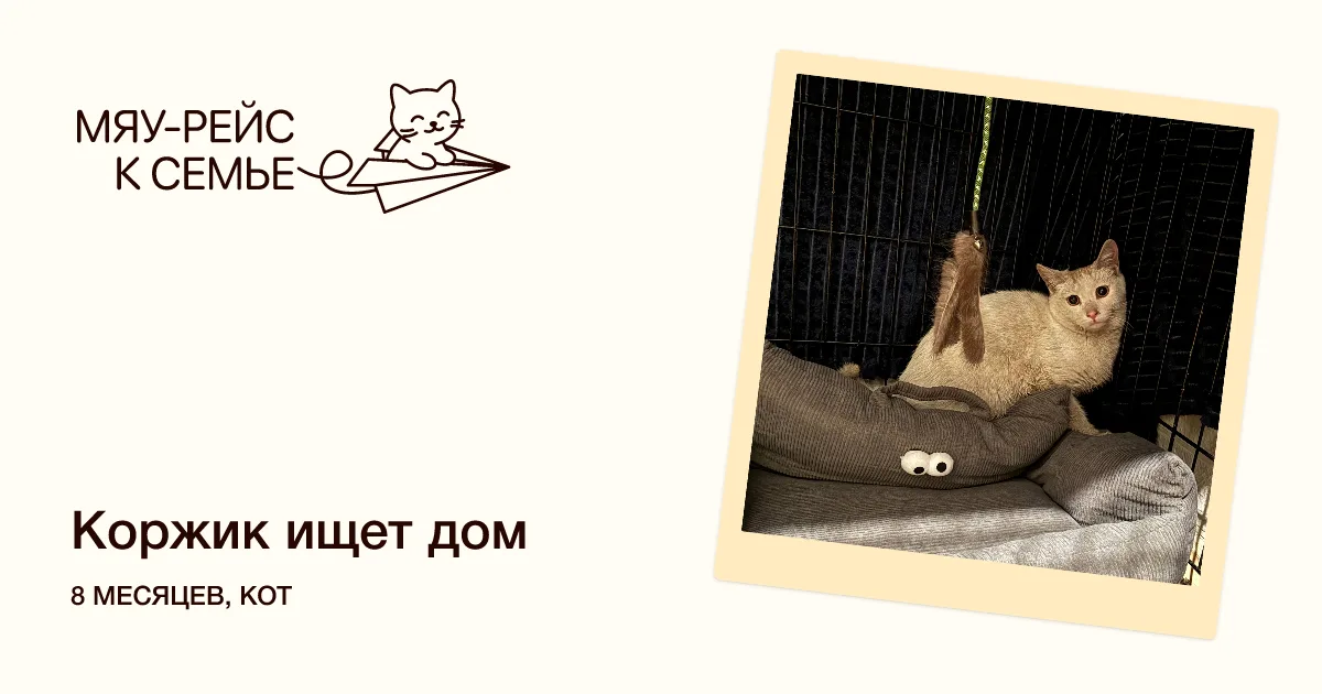 Котенок Коржик, кот, Meow Family, Москва. Фото 1 из 3.