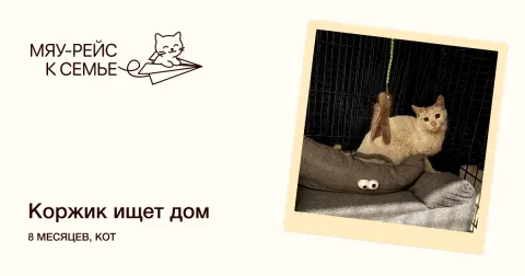 Коржик — кошка Около 9 месяцев, Москва