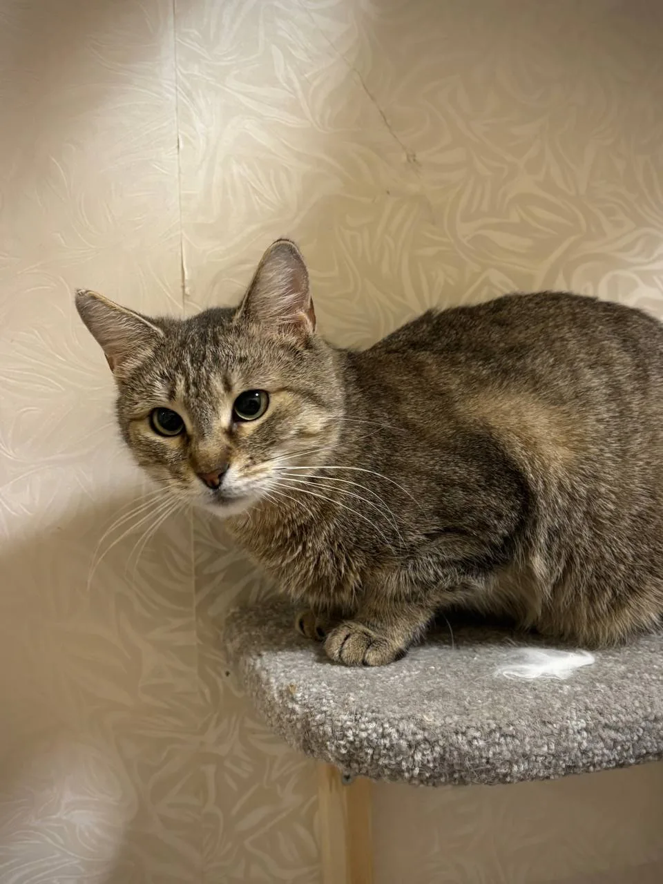 Кошка Веста, кошка, Meow Family, Москва. Фото 3 из 3.