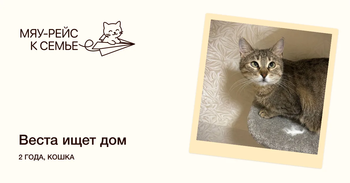 Кошка Веста, кошка, Meow Family, Москва. Фото 4 из 4.