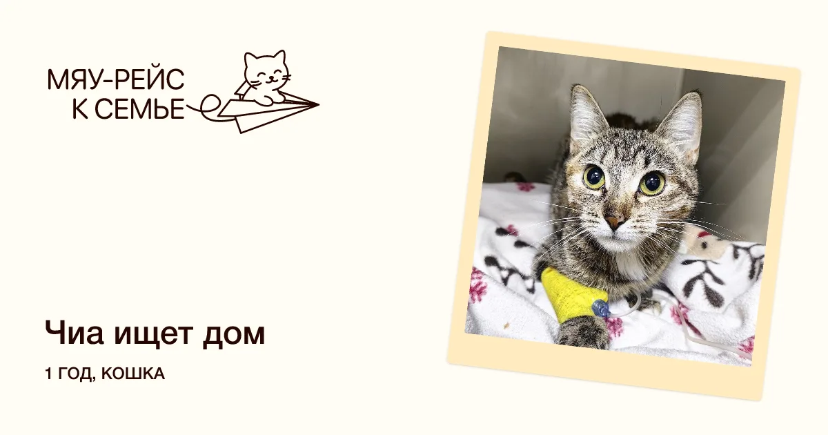 Кошка Чиа, кошка, Meow Family, Москва. Фото 7 из 7.
