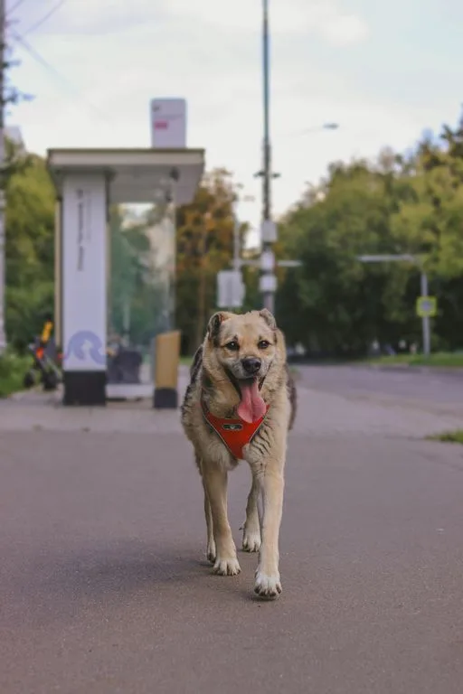 Собака Рэй, кобель, Приют «Искра», Москва. Фото 5 из 11.