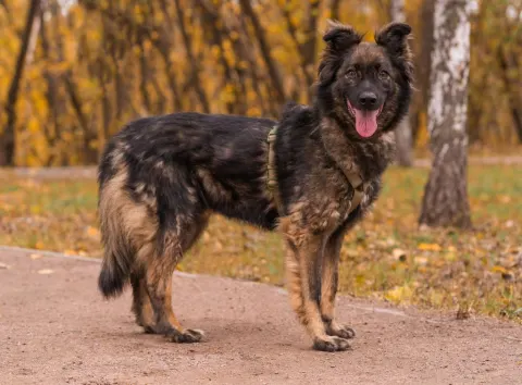 Альф — собака Около 10 лет, Москва