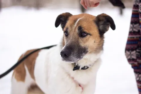 Кокос — собака Около 11 лет, Москва
