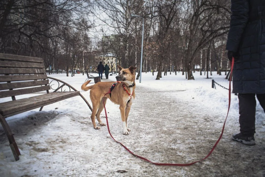 Собака Красотка, сука, Приют «Искра», Москва. Фото 3 из 5.