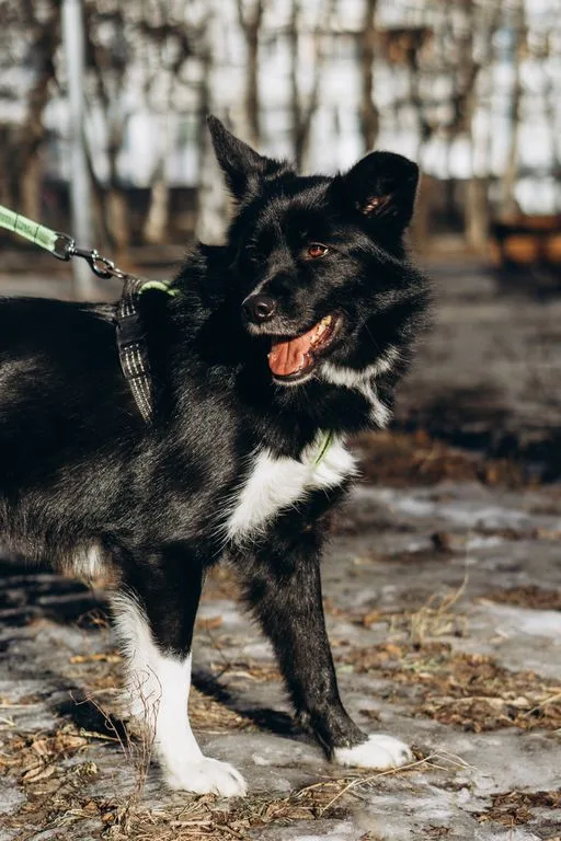 Собака Мишель, сука, Приют «Искра», Москва. Фото 8 из 12.