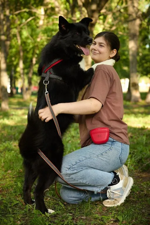 Собака Мишель, сука, Приют «Искра», Москва. Фото 12 из 12.