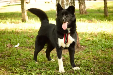 Мишель — собака Около 3 лет, Москва