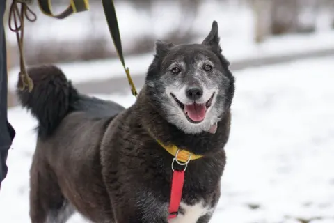 Шанти — собака Около 11 лет, Москва