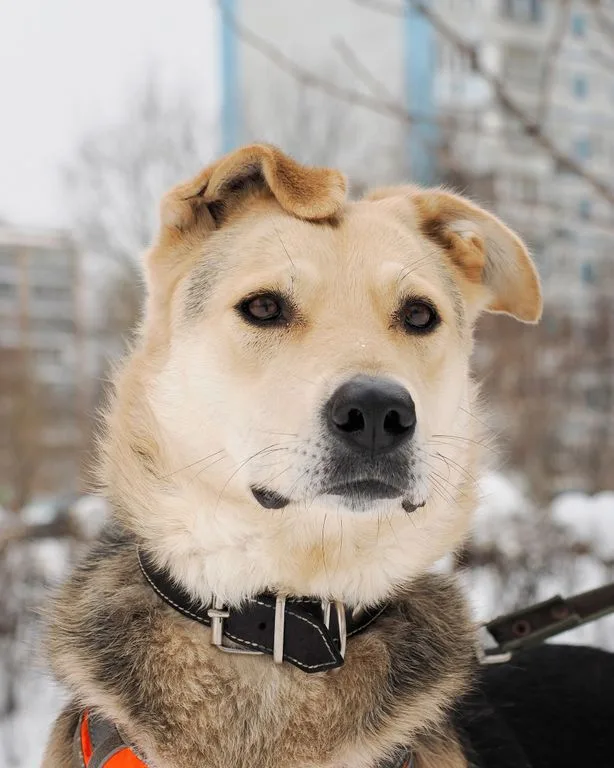 Собака Лада, сука, Приют «Искра», Москва. Фото 7 из 9.