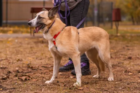 Ася — собака Около 8 лет, Москва