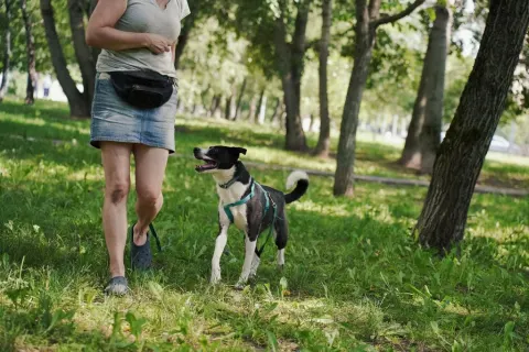 Чаплин — собака Около 6 лет, Москва