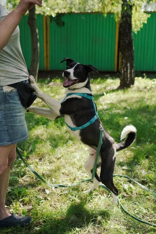 Собака Чаплин, кобель, Приют «Искра», Москва. Фото 3 из 7.