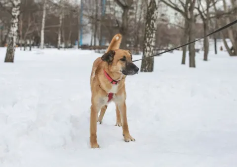 Эльза — собака Возраст неизвестен, Москва