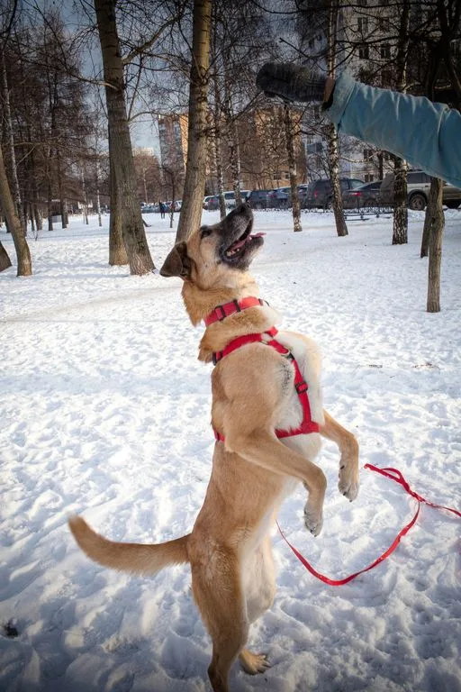Собака Эльза, сука, Приют «Искра», Москва. Фото 8 из 13.