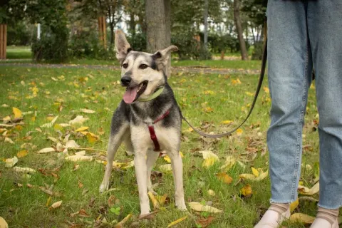 Гуччи — собака Около 5 лет, Москва